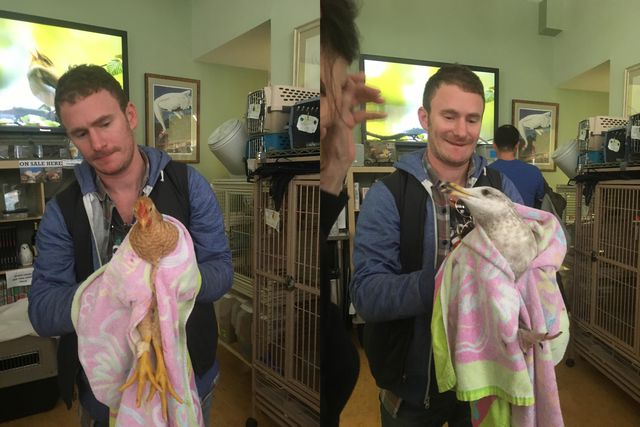 Two photographs of wildlife rehabber David Karopkin holding a chicken and a gull, his "practice" birds